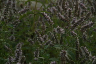 Mentha longifolia Hertsmunt bestellen